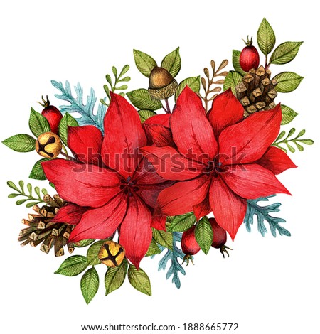 illustration with poinsettia, branches and cones