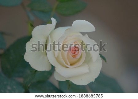 pink on top petal rose 