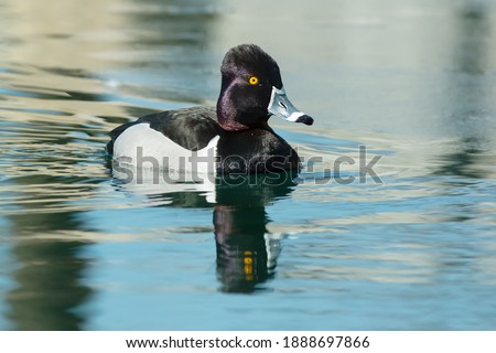 A male Ring-necked Duck is swimming in the water at the edge of the ice. Colonel Samuel Smith Park, Toronto, Ontario, Canada. Royalty-Free Stock Photo #1888697866