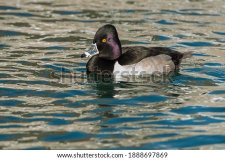 A male Ring-necked Duck is swimming in the open water. Humber Bay Park, Toronto, Ontario, Canada. Royalty-Free Stock Photo #1888697869