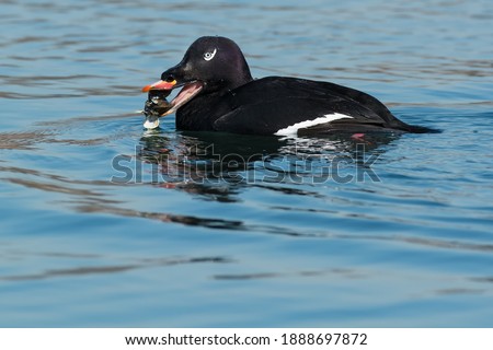 A male White-winged Scoter swimming in open water holding a mussel in his bill that he is about to eat. Colonel Samuel Smith Park, Toronto, Ontario, Canada. Royalty-Free Stock Photo #1888697872