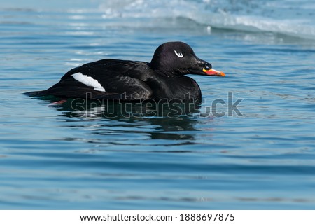 A male White-winged Scoter swimming in open water at the edge of the ice. Colonel Samuel Smith Park, Toronto, Ontario, Canada. Royalty-Free Stock Photo #1888697875