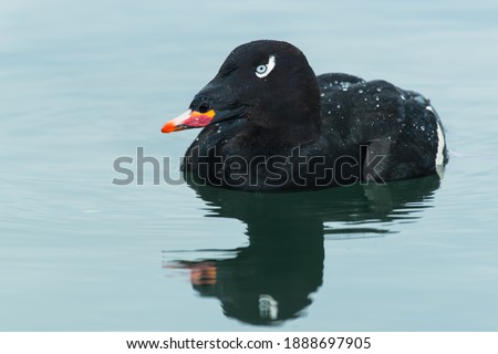 A male White-winged Scoter is swimming in the still open water. Humber Bay Park, Toronto, Ontario, Canada. Royalty-Free Stock Photo #1888697905