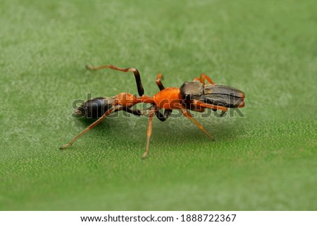 Lateral view of Male Ant mimic spider eyes, Myrmarachne formicaria, Pune, Maharashtra, India