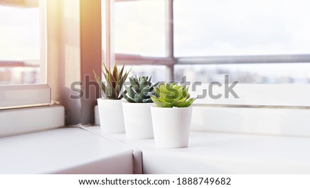 Succulents in pots on the windowsill. Mini cacti potted in white pots. Home decoration ideas. Royalty-Free Stock Photo #1888749682