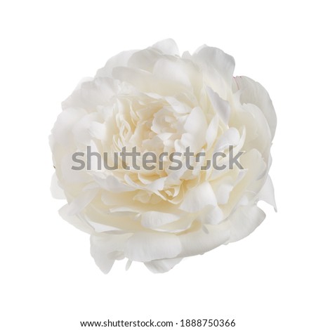 White delicate peony flower isolated on white background.