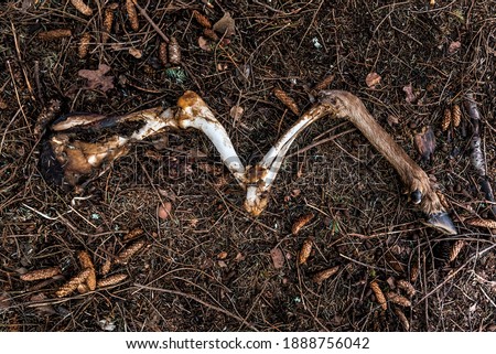 bare bones of a deer leg on the forest ground