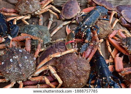 Cancale; France - september 7 2020 : crustacean in fish shop Royalty-Free Stock Photo #1888757785