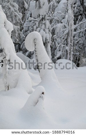 Snow staff in the forest