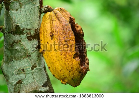 The cocoa bean or simply cocoa. Close up detail of cocoa beans on the tree, fresh and ripe cocoa beans ready to be harvested