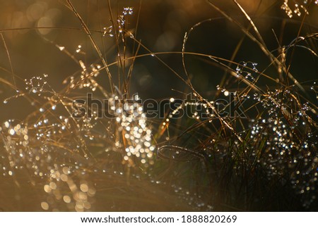 Wild grasses with morning dew at sunrise. Macro image, shallow depth of field. Vintage filter. Beautiful autumn nature background