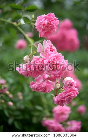 Branch of pink climbing rose bush - foliage Royalty-Free Stock Photo #1888833304