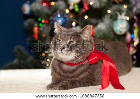 a gray cat with a red bow lies on the background of a Christmas tree