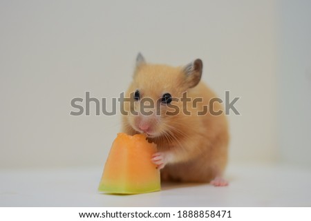 The golden hamster is holding and eating the sweet cantaloupe with deliciousness