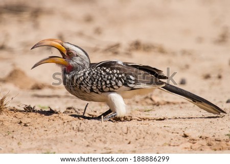 Yellow billed hornbill close up digging for insects in dry Kalahari sand