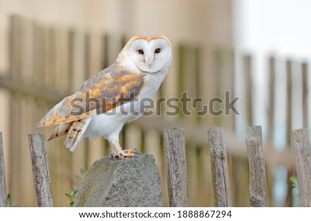 Wild winter and snow with wild owl. Wildlife scene from nature. Barn owl sitting on wooden fence in front of country cottage, bird in urban habitat, wheel barrow on the wall, Czech Republic. 