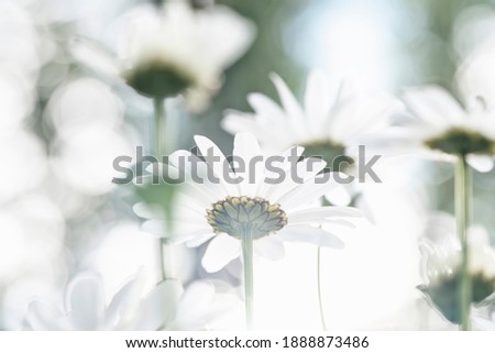 Bouquet of natural wild white camomiles on bright light background