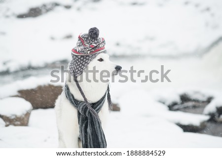 Beautiful siberian husky in grey hat and scarf winter. Dog and snowfall
