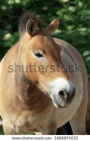 Przewalski's horse (Equus przewalskii); head portrait