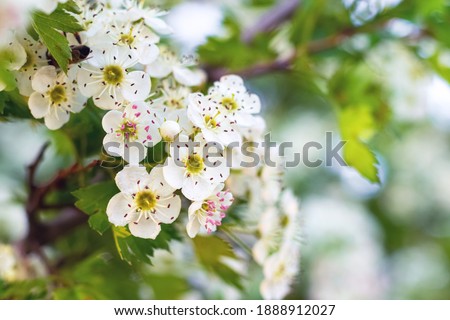 Hawthorn blossoms. White hawthorn flowers on a blurred background Royalty-Free Stock Photo #1888912027