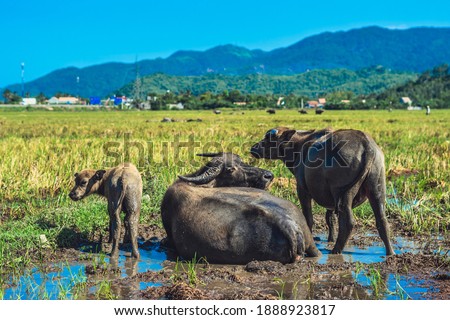 Water Buffalo Family with calf lie grass graze Together field meadow sun, forested mountains background, clear sky reflection. Landscape scenery, beauty nature animals concept summer early autumn day