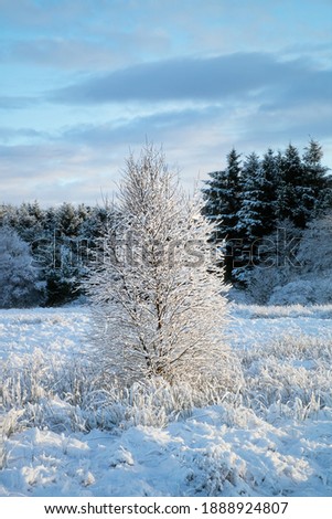 Winter view of small birch covered with snow on a sunny day. West Lothian, Scotland, United Kingdom
