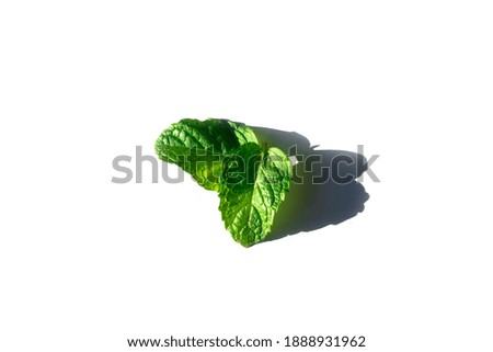 Green leaf peppermint with white background picture
