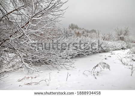 View of snow covered trees