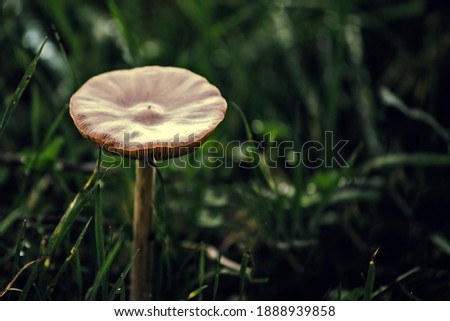 Close up view of a little poisonous white mushroom with grass in the background