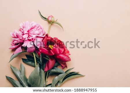 Beautiful peonies on beige background. Mother's day or other holiday background.