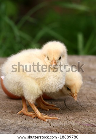  Yellow chicken and egg shell