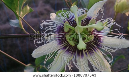 picture of a passion fruit flower 