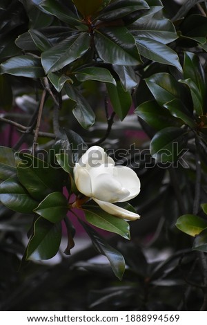 white magnolia flower on a background of dark green leaves
