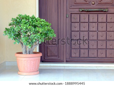 Crassula, a potted plant next to the front door. Entrance to the house. Feng Shui. Money tree.