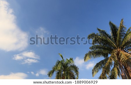 The sky and coconut trees have sprawling coconut leaves.