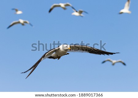 Olrog´s gull (Larus atlanticus) in flight with blue sky