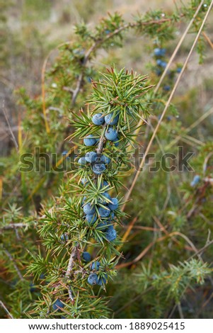 Juniperus communis branch close up with ripe fruit Royalty-Free Stock Photo #1889025415