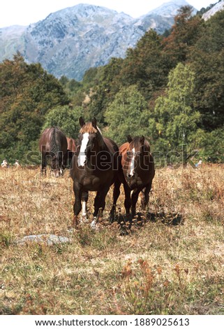 Wild horses grazing grass in the bush
