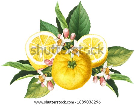 Yellow citrus arrangement with lemon fruits, slices, blossoms and green leaves