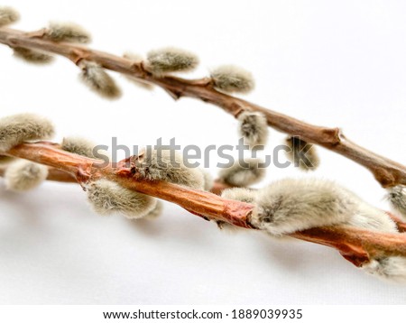 Willow branch isolated on white background. Fluffy buds. Happy Easter concept
