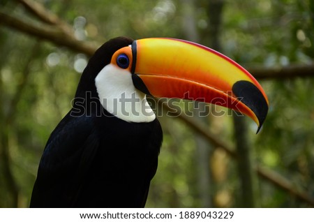 
Toucan, bird of Brazilian fauna, with its black feathers and large and colorful beak delights everyone who sees it.