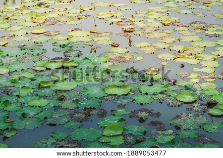 Lotus water lily round leaves float in tropical natural pond, river or lake of Thailand. Thai floral tranquil green gradient background with exotic waterlily leaf, aquatic plants on water surface