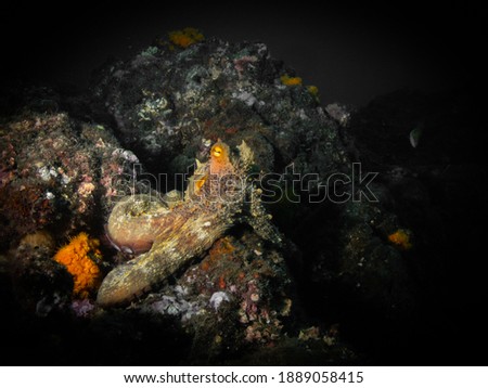 Underwater photography in La Herradura, Granada, Andalucia, Spain. Octopus.