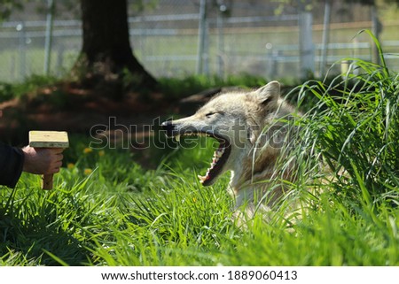 This picture looks like the wolf is hissing at the block to make it go away but she is actually just yawning