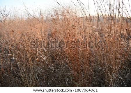 Tall, uncut prairie grass along the Rabbit Run Trail in St. Peters, Missouri. Picture taken in December. The grass has a red hue.