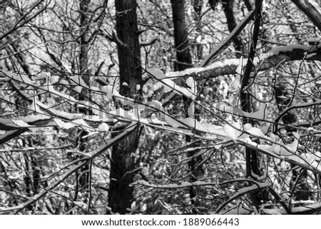 Tree branches with fresh snow resting on them shinning in the sun