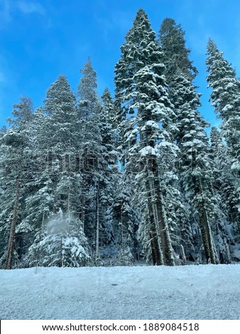 Landscape view of snow covered trees along the roadside on a sunny winter day