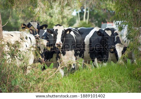 Group of black and white Friesian cows looking at the camera while behind a fence.
Holstein Friesians are common dairy cows.