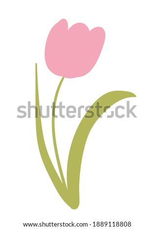Vector tulip illustration. Pink tulip sketch. Spring holiday decor.