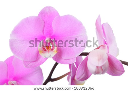 Pink orchid flower, isolated on white background